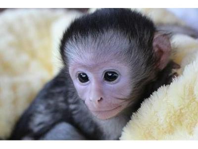 Well Home Raise Capuchin Baby Monkeys tamed